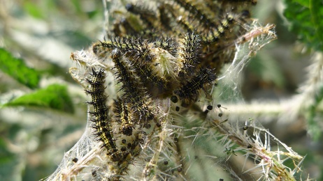 P1160295