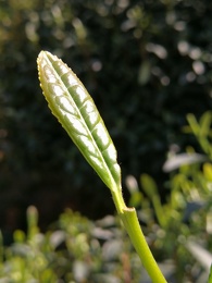Biluochun